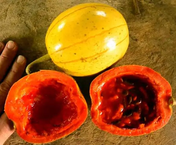 Cionosicyos macranthus / Cayaponia macrantha - Chinese Passionfruit Melon, Maracuja Chino, Porcelain Melon