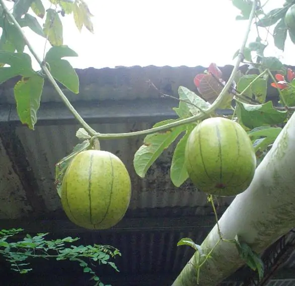 Cionosicyos macranthus / Cayaponia macrantha - Chinese Passionfruit Melon, Maracuja Chino, Porcelain Melon - Image 2