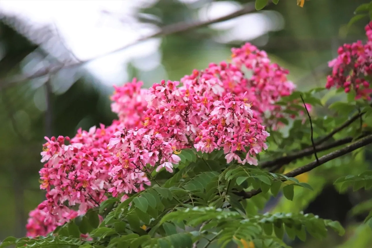 Cassia renigera / Cassia javanica subsp. renigera - Burmese Pink Cassia, Deciduous Cassia, Velvet Cassia - Image 3