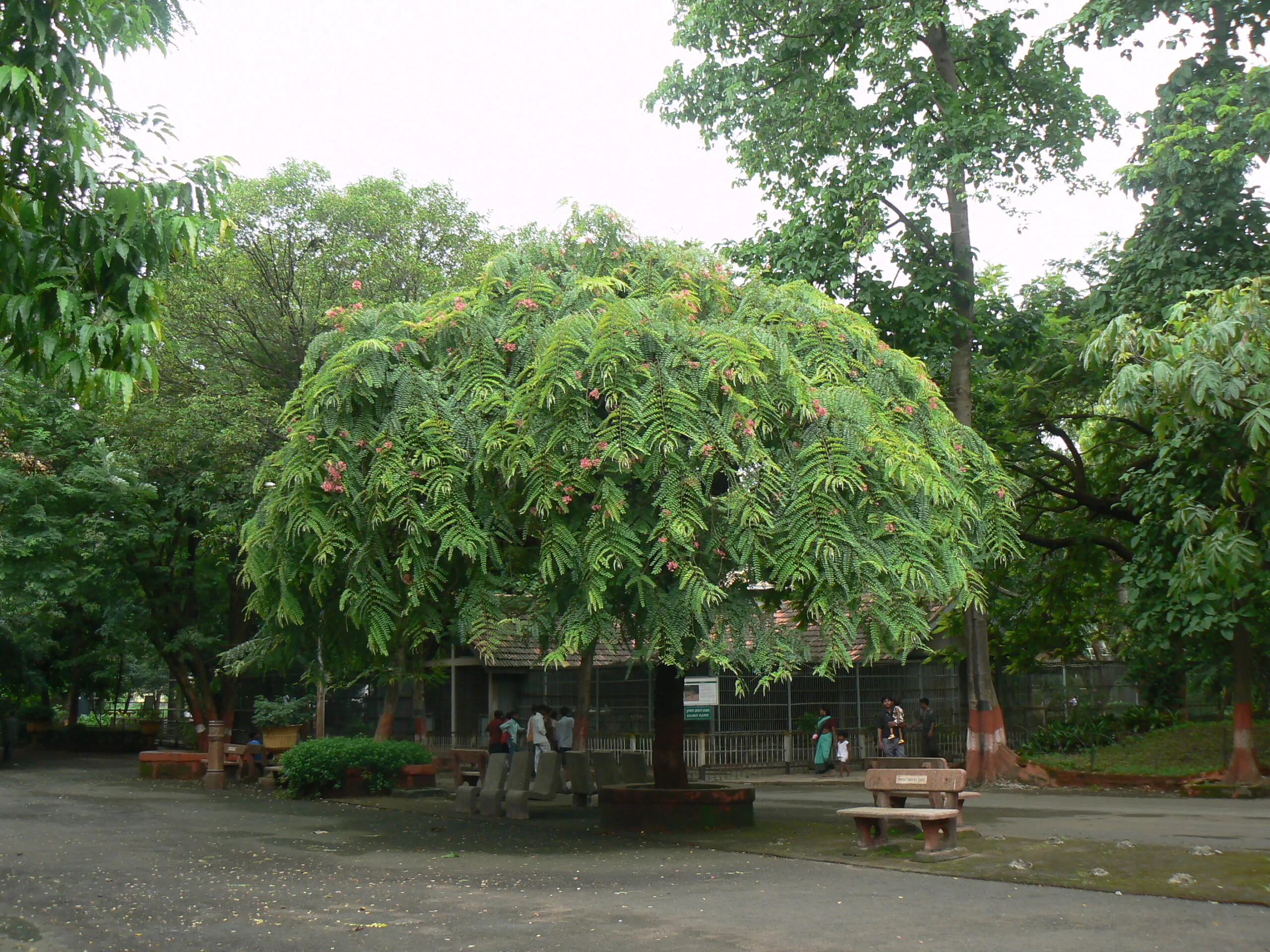 Cassia renigera / Cassia javanica subsp. renigera - Burmese Pink Cassia, Deciduous Cassia, Velvet Cassia - Image 7