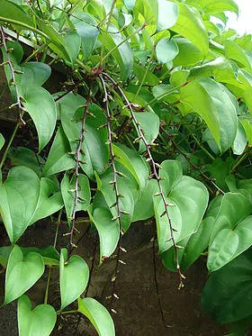 Dioscorea alata / Dioscorea rubella / Elephantodon eburnea - Purple yam, Ube, Greater Yam - Image 3