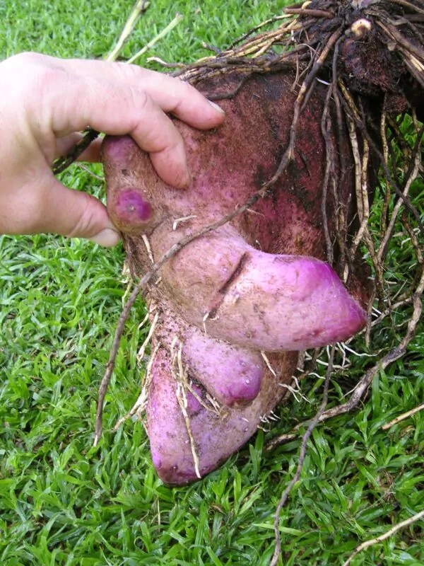 Dioscorea alata / Dioscorea rubella / Elephantodon eburnea - Purple yam, Ube, Greater Yam - Image 5