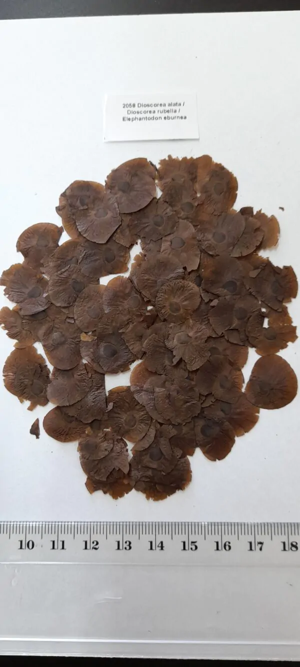 Dioscorea alata / Dioscorea rubella / Elephantodon eburnea - Purple yam, Ube, Greater Yam - Image 11