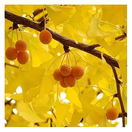 Ginkgo biloba - Ginkgo, Maidenhair Tree, Sacred Tree, Live Fossil - Image 5