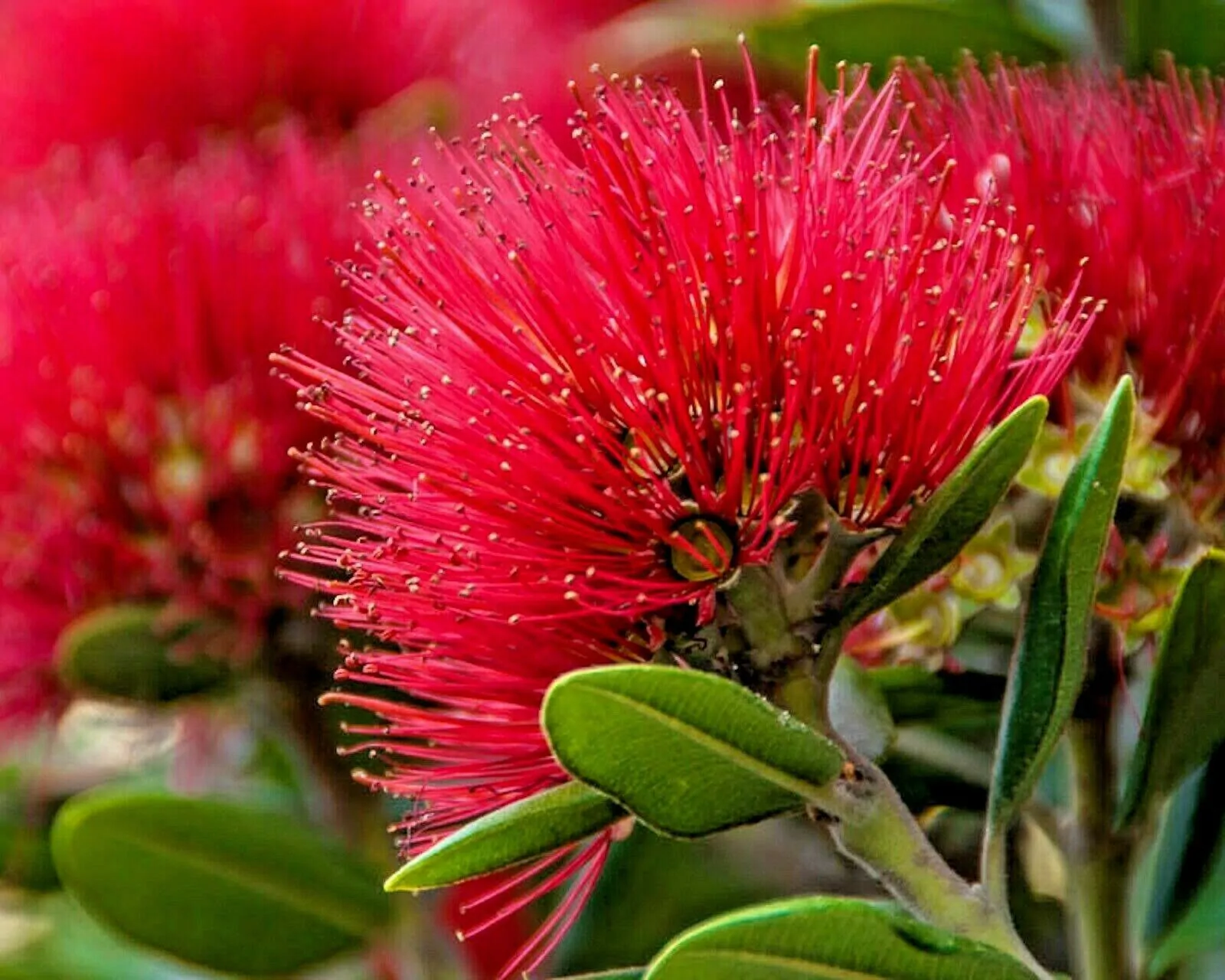 Metrosideros excelsa - Metrosidero, fire tree, pohutokawa (in maori), new zealand christmas tree - Image 2