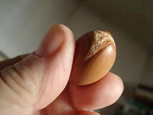 Argania spinosa - Argania, Argan