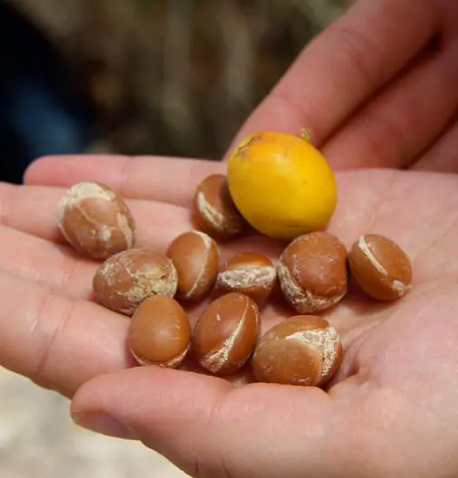Argania spinosa - Argania, Argan - Image 3