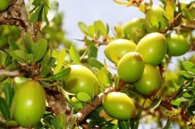 Argania spinosa - Argania, Argan - Image 4