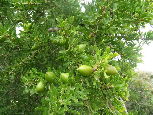 Argania spinosa - Argania, Argan - Image 5