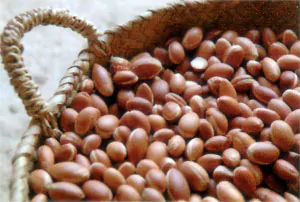 Argania spinosa - Argania, Argan - Image 6