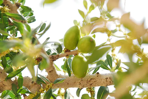 Argania spinosa - Argania, Argan - Image 7