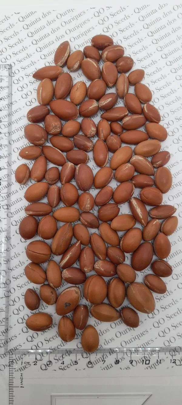 Argania spinosa - Argania, Argan - Image 8
