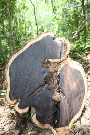 Dalbergia melanoxylon - African ebony, mpingo, african blackwood - Image 2