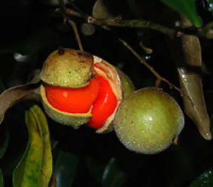 Passiflora coactilis - Tauso Passionflower Maracuja - Image 3