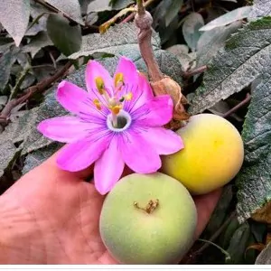 Passiflora coactilis - Tauso Passionflower Maracuja - Image 4