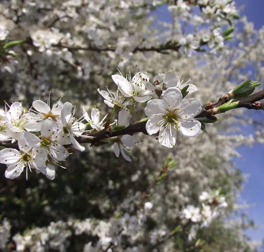 Prunus spinosa - Sloe, Blackthorn, Wilplum, Wild Cherry, Abrunheiro - Image 2