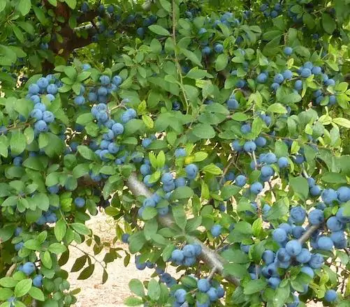 Prunus spinosa - Sloe, Blackthorn, Wilplum, Wild Cherry, Abrunheiro - Image 7