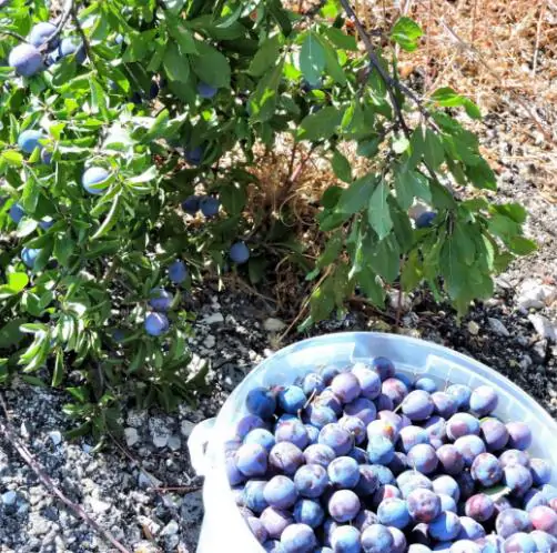 Prunus spinosa - Sloe, Blackthorn, Wilplum, Wild Cherry, Abrunheiro - Image 8
