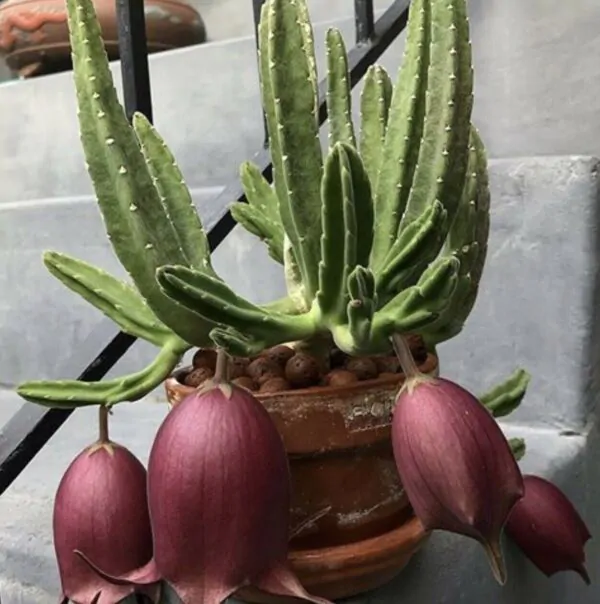 Stapelia leendertziae - Leendertz s Carrion Flower - Image 2