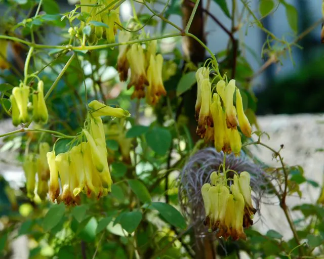 Dactylicapnos scandens - Bleeding Heart Vine, Golden Tears, Athens Yellow - Image 2