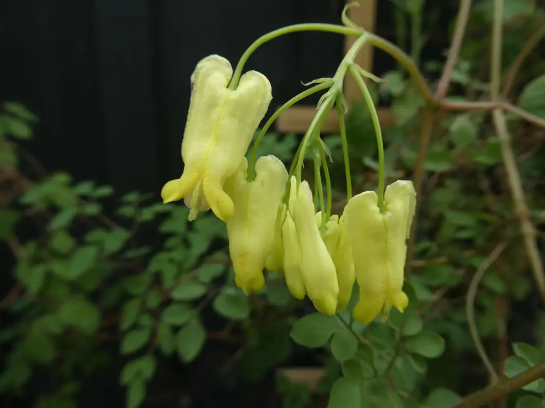 Dactylicapnos scandens - Bleeding Heart Vine, Golden Tears, Athens Yellow - Image 3
