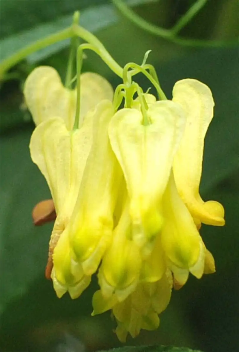 Dactylicapnos scandens - Bleeding Heart Vine, Golden Tears, Athens Yellow - Image 4
