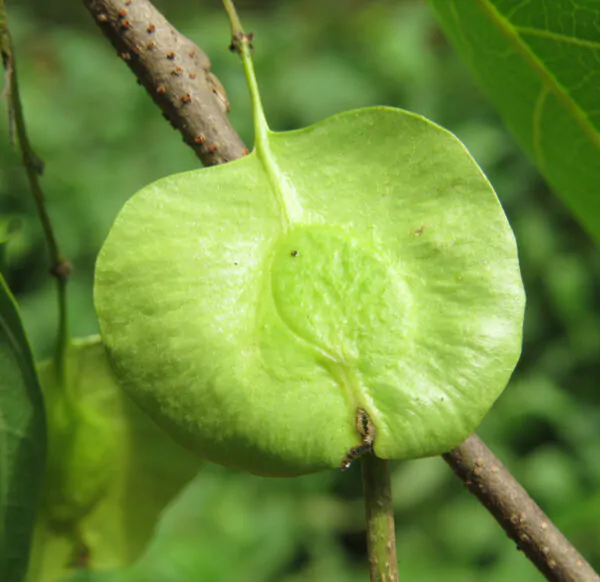 Holoptelea integrifolia - Kanju, Indian Elm, Chirabilva, Jungle Cork Tree - Image 2