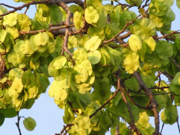 Holoptelea integrifolia - Kanju, Indian Elm, Chirabilva, Jungle Cork Tree - Image 5