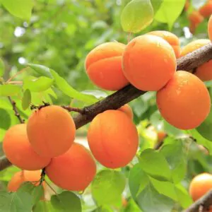 Prunus armeniaca - Apricot