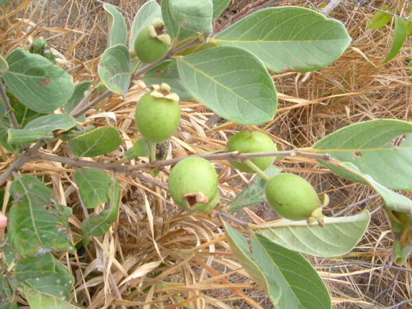 Psidium guineense - Brazilian Guava, Guinea Guava, Sour Guava - Image 6