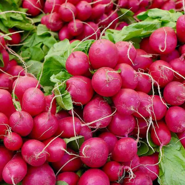 Raphanus sativus 'Red Radish' - Red Radish, Daikon - Image 5