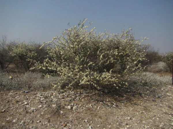 Acacia mellifera - Blackthorn, Swarthaak - Image 5