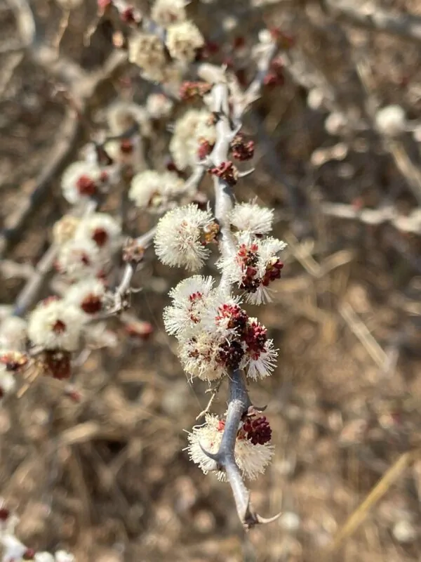 Acacia mellifera - Blackthorn, Swarthaak - Image 7