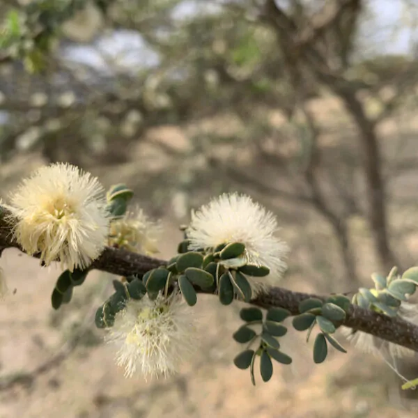 Acacia mellifera - Blackthorn, Swarthaak - Image 12