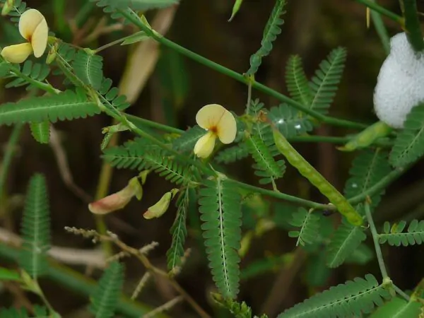 Aeschynomene aspera - Sola Pith Plant, Ambatch Wood - Image 2