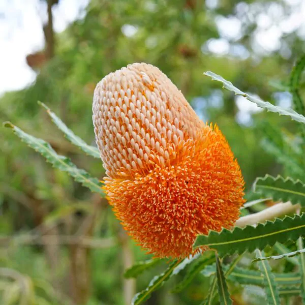 Banksia prionotes - Acorn Banksia, Orange Banksia
