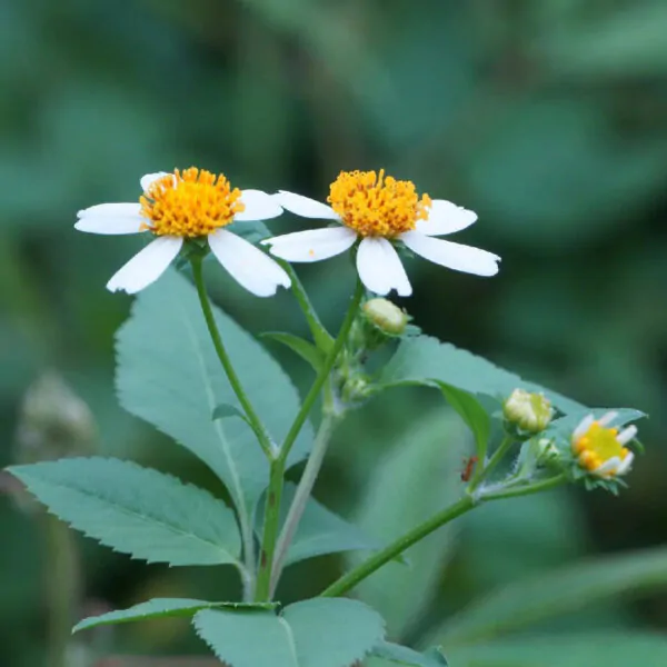Bidens pilosa  - Hairy Beggarticks, Cobbler's pegs, hitch hikers, black-jack, beggarticks, farmer's friends, Spanish needle, devil's needles, farmers friend, sticky beaks - Image 3