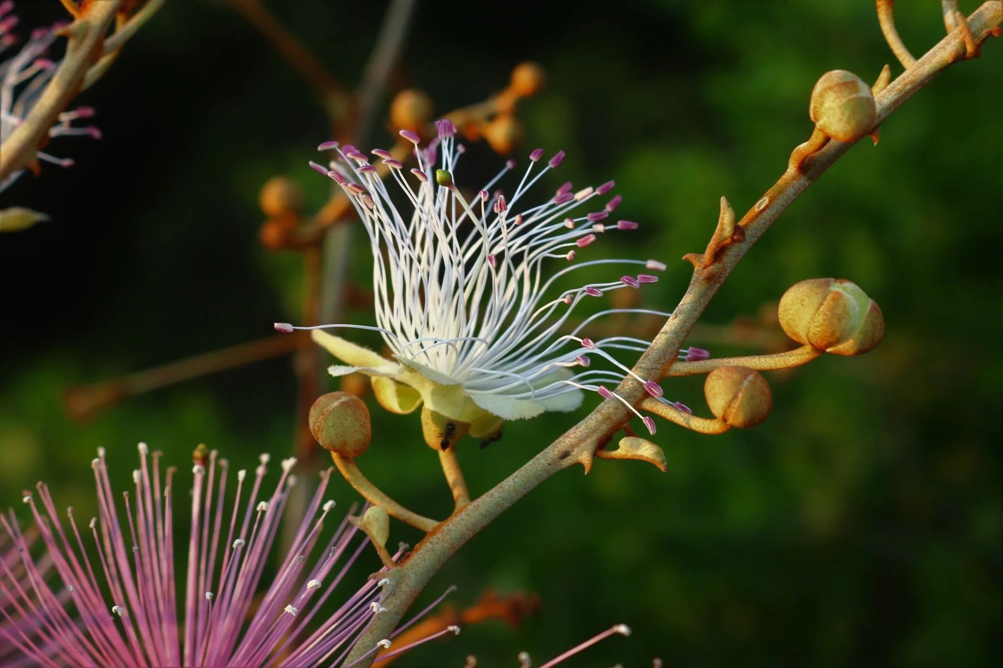 Capparis zeylanica - Ceylon Caper, Indian Caper - Image 2