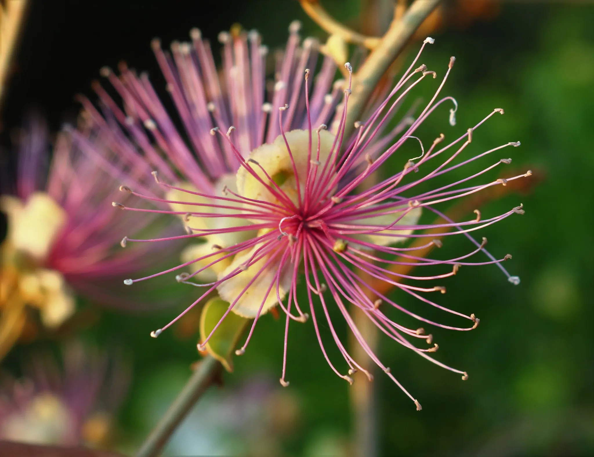 Capparis zeylanica - Ceylon Caper, Indian Caper