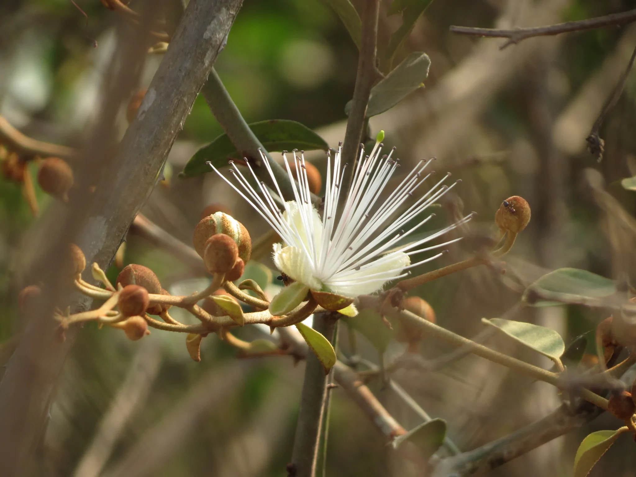 Capparis zeylanica - Ceylon Caper, Indian Caper - Image 4