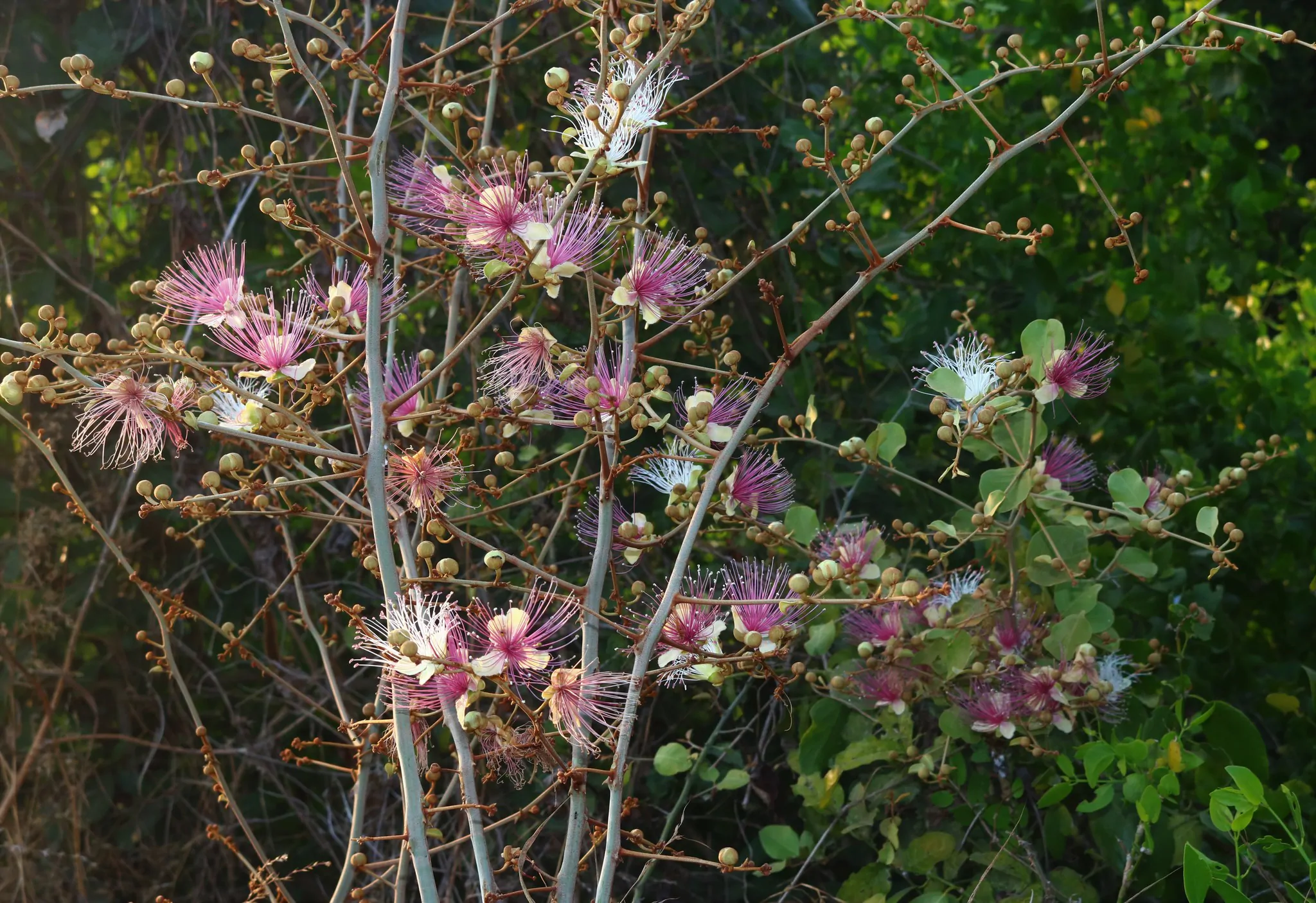 Capparis zeylanica - Ceylon Caper, Indian Caper - Image 7