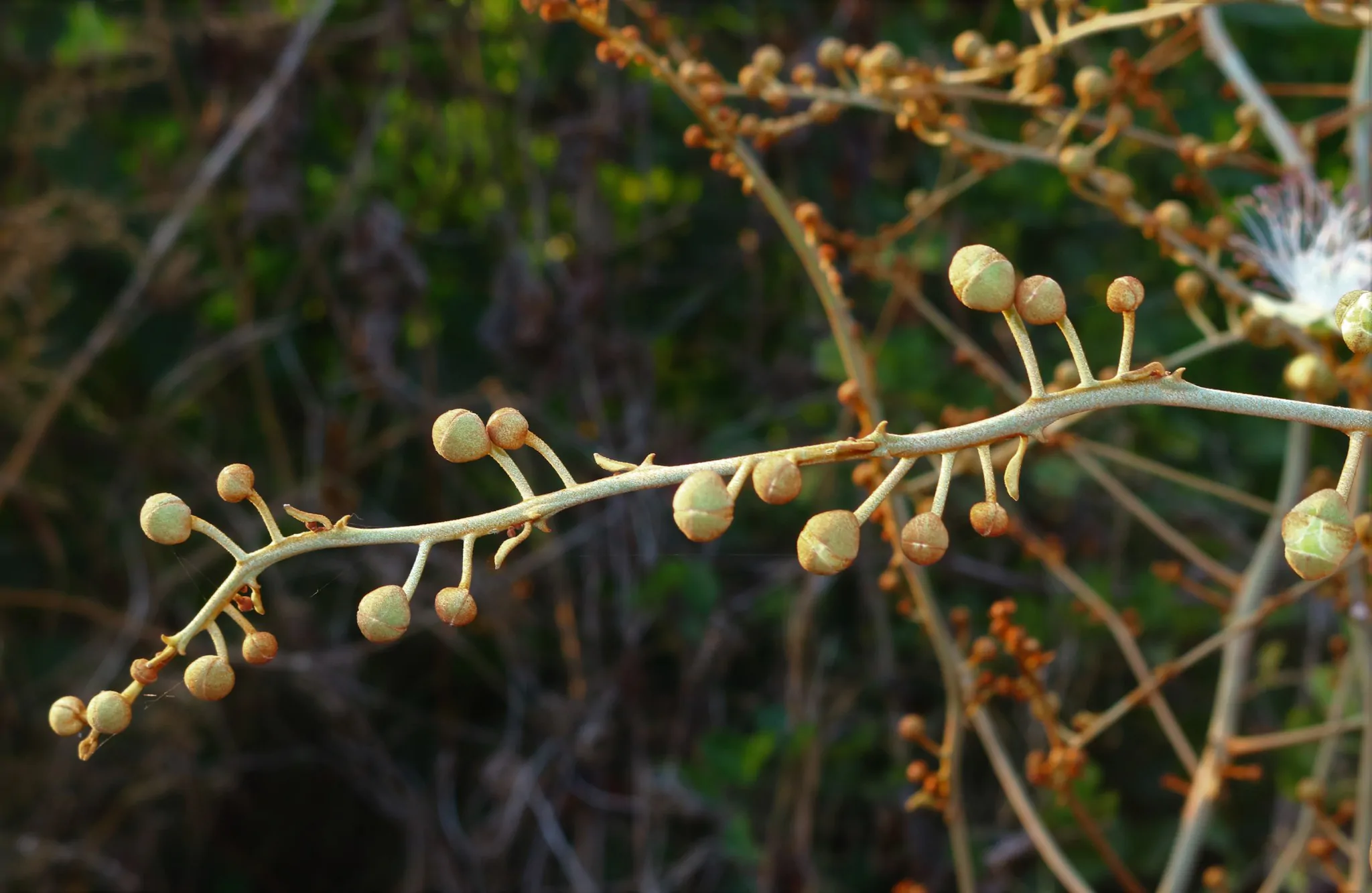 Capparis zeylanica - Ceylon Caper, Indian Caper - Image 8