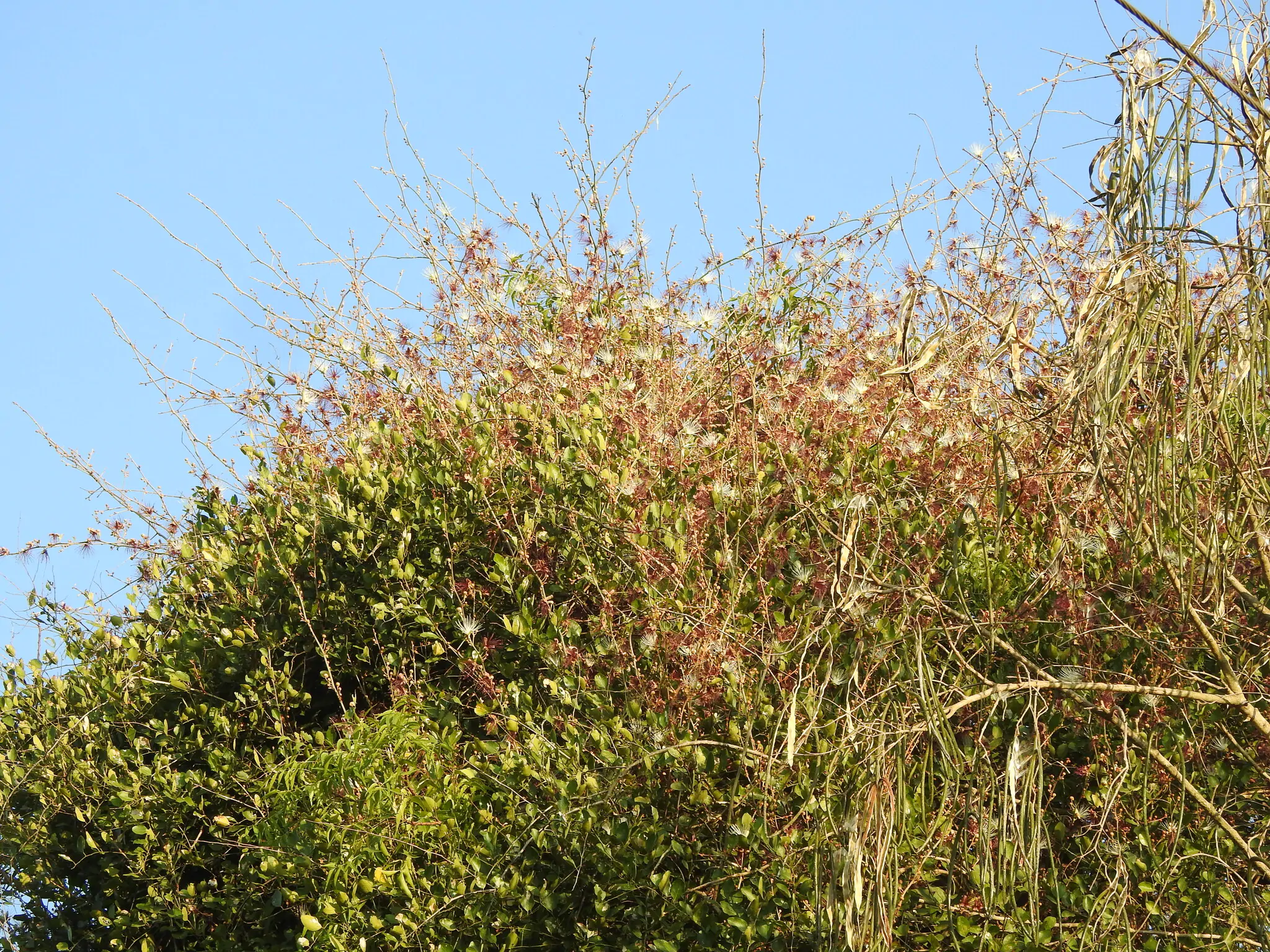 Capparis zeylanica - Ceylon Caper, Indian Caper - Image 10