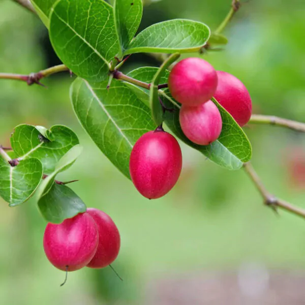 Carissa carandas - Bengal currant, Christ's thorn, Carandas plum, Karonda, Karanda, Kanna, Karandang - Image 2