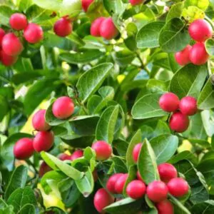 Carissa carandas - Bengal currant, Christ's thorn, Carandas plum, Karonda, Karanda, Kanna, Karandang