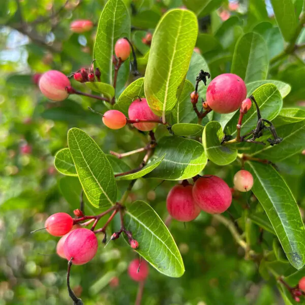 Carissa carandas - Bengal currant, Christ's thorn, Carandas plum, Karonda, Karanda, Kanna, Karandang - Image 3