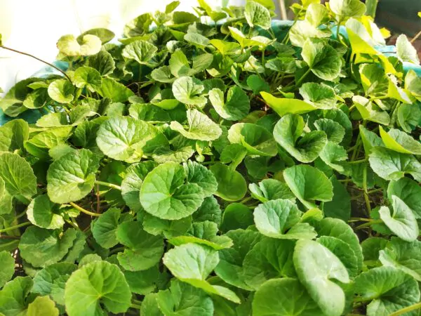 Centella asiatica - Indian pennywort, Asiatic pennywort, spadeleaf, coinwort, gotu kola