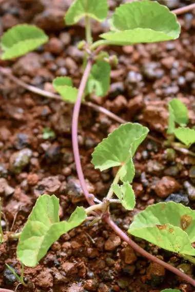 Centella asiatica - Indian pennywort, Asiatic pennywort, spadeleaf, coinwort, gotu kola - Image 3