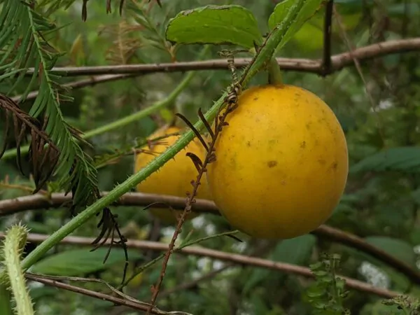 Cucumis melo var. dudaim - Queen Anne's Pocket Melon, Victorian Pocket Melon, Plum Granny