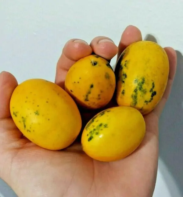 Cucumis melo var. dudaim - Queen Anne's Pocket Melon, Victorian Pocket Melon, Plum Granny - Image 3